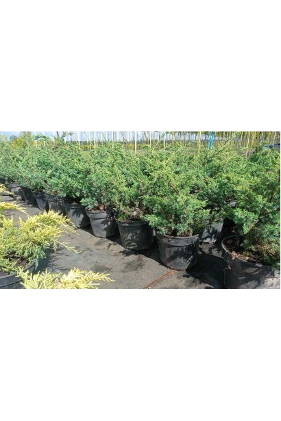 Ялівець китайський Блю Альпс  - 5л/вис.30-40см/Ø35-45см